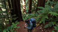 Redwoods, California, United States Surges In Global Coverage