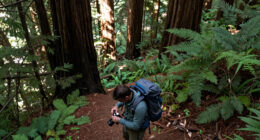 Redwoods, California, United States Surges In Global Coverage